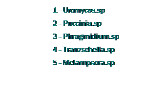 Text Box: &nbsp;&nbsp;&nbsp;&nbsp;&nbsp;&nbsp;&nbsp;&nbsp;&nbsp;&nbsp;&nbsp;&nbsp;&nbsp;&nbsp;&nbsp;&nbsp;&nbsp;&nbsp;&nbsp;&nbsp;&nbsp;&nbsp;&nbsp; 1 - Uromyces.sp&nbsp;&nbsp;&nbsp;&nbsp;&nbsp;&nbsp;&nbsp;&nbsp;&nbsp;&nbsp;&nbsp;&nbsp;&nbsp;&nbsp;&nbsp;&nbsp;&nbsp;&nbsp;&nbsp;&nbsp;&nbsp;&nbsp;&nbsp;&nbsp; 
&nbsp;&nbsp;&nbsp;&nbsp;&nbsp;&nbsp;&nbsp;&nbsp;&nbsp;&nbsp;&nbsp;&nbsp;&nbsp;&nbsp;&nbsp;&nbsp;&nbsp;&nbsp;&nbsp;&nbsp;&nbsp;&nbsp;&nbsp; 2 - Puccinia.sp
&nbsp;&nbsp;&nbsp;&nbsp;&nbsp;&nbsp;&nbsp;&nbsp;&nbsp;&nbsp;&nbsp;&nbsp;&nbsp;&nbsp;&nbsp;&nbsp;&nbsp;&nbsp;&nbsp;&nbsp;&nbsp;&nbsp;&nbsp; 3 - Phragmidium.sp
&nbsp;&nbsp;&nbsp;&nbsp;&nbsp;&nbsp;&nbsp;&nbsp;&nbsp;&nbsp;&nbsp;&nbsp;&nbsp;&nbsp;&nbsp;&nbsp;&nbsp;&nbsp;&nbsp;&nbsp;&nbsp;&nbsp;&nbsp; 4 - Tranzschelia.sp
&nbsp;&nbsp;&nbsp;&nbsp;&nbsp;&nbsp;&nbsp;&nbsp;&nbsp;&nbsp;&nbsp;&nbsp;&nbsp;&nbsp;&nbsp;&nbsp;&nbsp;&nbsp;&nbsp;&nbsp;&nbsp;&nbsp;&nbsp; 5 - Melampsora.sp
&nbsp;
&nbsp;
